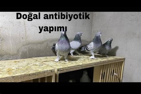 güvercinlere doğal antibiyotik
